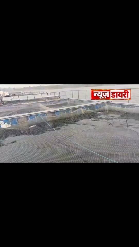 पंचखेरो जलाशय में 20 टन मछलियों की मौत की आशंका, मत्स्य पालकों को भारी नुकसान
कोडरमा। चक्रवाती तूफान के प्रभाव से हुई भारी बारिश ने मरकच्चो प्रखंड के पंचखेरो जलाशय में मत्स्य पालन करने वाले किसानों की कमर तोड़ दी है। जलाशय में अचानक जलस्तर बढ़ने से हजारों तेलापिया मछलियां मरकर पानी में तैरने लगीं। करीब 20 टन मछलियों के मरने की आशंका जताई जा रही है। अरकोसा पुनर्वास के तहत अजीत वर्मा, महेश वर्मा सहित अन्य मत्स्य पालकों ने यहां मछली पालन किया था। मछलियां करीब एक किलो वजन की हो चुकी थीं और बिक्री के लिए तैयार थीं। किसानों का कहना है कि कर्ज लेकर व्यवसाय शुरू किया था, लेकिन अब पूरी पूंजी डूबने की आशंका है। पीड़ितों ने जिला प्रशासन और मत्स्य विभाग से मुआवजे की मांग की है। हालांकि नुकसान का आधिकारिक आकलन अभी नहीं हुआ है।