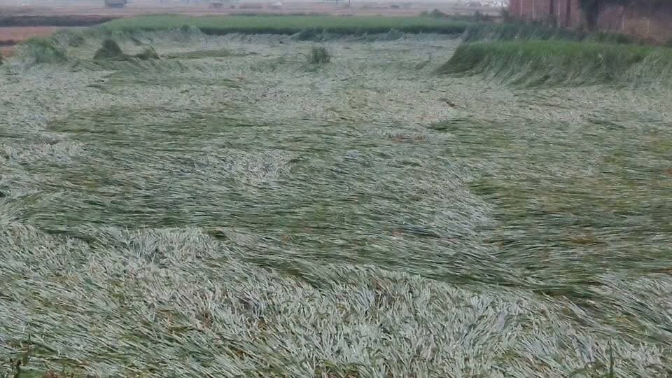 चक्रवात अर्णव का कहर: प्रयागराज में पकी धान की फसल बर्बाद, किसानों को लाखों का नुकसान
प्रयागराज - चक्रवात अर्णव के असर से यूपी, बिहार, छत्तीसगढ़ और पहाड़ी इलाकों में 24 घंटे से रुक-रुक कर बारिश हो रही है। सबसे ज्यादा मार किसानों पर पड़ी है।
प्रयागराज के ग्रामीण इलाकों में खेतों में खड़ी पकी धान की फसल और कटी हुई फसल दोनों ही बारिश में भीगकर बर्बाद हो गई। किसानों का कहना है कि प्रति बीघा 2 लाख रुपये तक का नुकसान हुआ है।
सरकार ने नुकसान की पैमाइश के आदेश दिए हैं, लेकिन मुआवजा कब मिलेगा यह तय नहीं है। फसल बर्बाद होने से किसानों में रोष और मायूसी है।
#Prayagraj #Meja #ArnavCyclone #Kisan #DhaanKiFasal #Barish #UPNews #UPIndia24 #KisanNuksan #Mausam