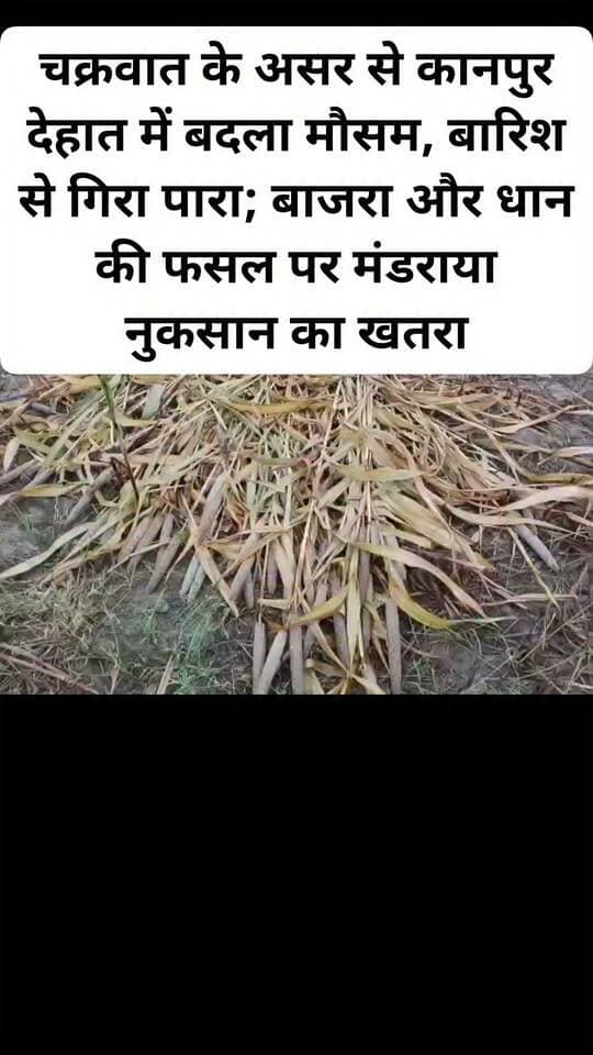 चक्रवात के असर से कानपुर देहात में बदला मौसम, बारिश से गिरा पारा; बाजरा और धान की फसल पर मंडराया नुकसान का खतरा।#kanpurdehat #viralpost #UPNews #facebookpost #sikandra #MausamSamachar