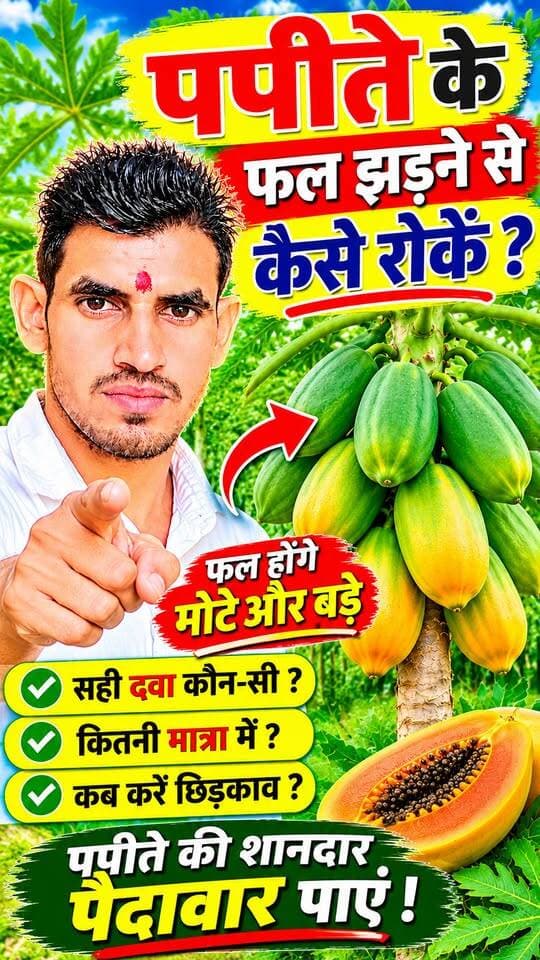 पपीते के फल झड़ने से परेशान हैं? 🌱 ये उपाय अपनाएं, फल होंगे मोटे और पैदावार बढ़ेगी! #PapayaFarming #PapitaKiKheti #KisanSathi #PapayaFarmingTips