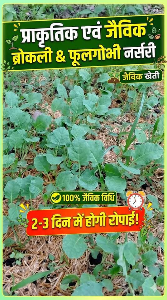 🌱 प्राकृतिक एवं जैविक विधि से तैयार ब्रोकली और फूलगोभी की नर्सरी। पौधे बहुत अच्छे से विकसित हो रहे हैं। अगले 2-3 दिनों में खेत में रोपाई की जाएगी। 🌿
प्राकृतिक खेती अपनाइए, स्वस्थ रहिए! 🙏
#प्राकृतिकखेती #जैविकखेती #ब्रोकली #फूलगोभी #OrganicFarming