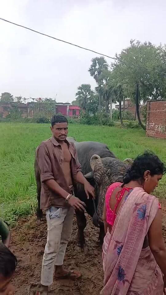 भैस पाल खाने के दौरान हुआ
हादसा भैस का गया जान !