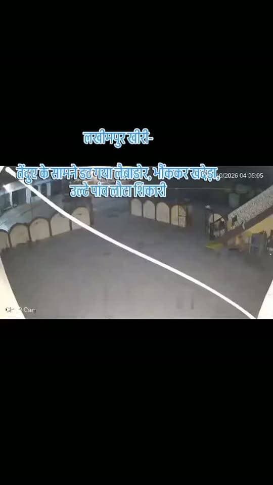 लखीमपुर खीरी-
तेंदुए के सामने डट गया लैब्राडोर, भौंककर खदेड़ा, उल्टे पांव लौटा शिकारी
निघासन वन रेंज के मंझरा पूरब में एक तेंदुआ घर के आंगन में घुस आया, इस दौरान घर में मौजूद लैब्राडोर कुत्ता तेंदुए के सामने डट गया और जोर-जोर से भौंककर उसका मुकाबला किया, कुत्ते के तेवर देखकर तेंदुआ उल्टे पांव लौटने को मजबूर हो गया, घटना का लाइव वीडियो सामने आया है
