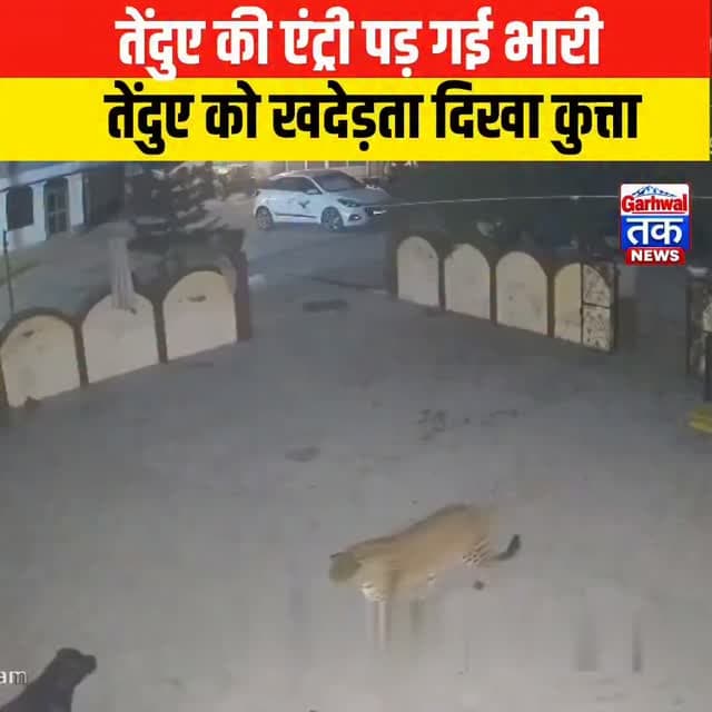 घर में घुसा तेंदुआ, कुत्ते ने अकेले कर दिया हमला! 😱