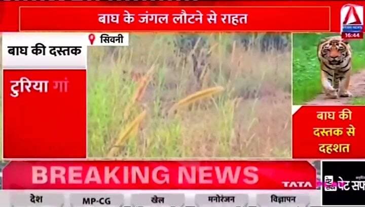 निर्माणाधीन रिसोर्ट में घुसा बाघ, मचा हड़कंप
#SeoniNews #asiannews #asiannewsmp #balmukundsingh