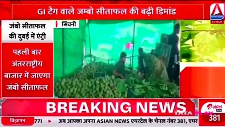 सिवनी जिले का जंबो सीताफल करेगा अब हवाई जहाज की सैर,पहुंचेगा दुबई
#SeoniNews #asiannews #asiannewsmp #balmukundsingh #bsnewsnetwork