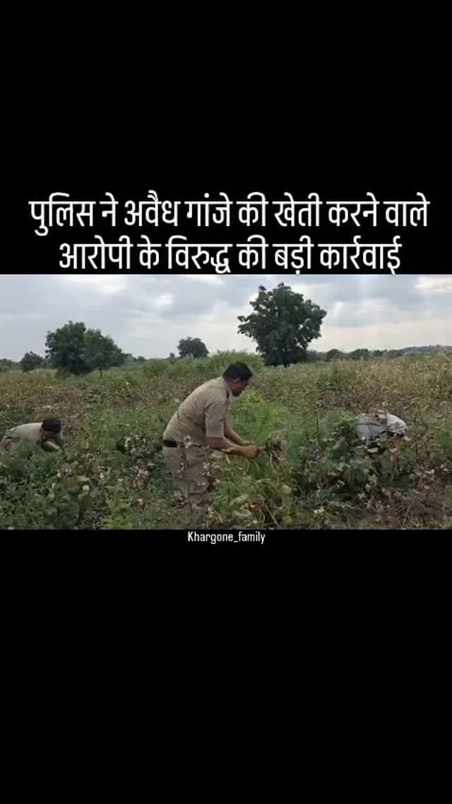 बलकवाडा पुलिस ने विशेष अभियान के तहत भारी संख्या में किए अवैध गांजे के पौधे जप्त, पुलिस अधीक्षक खरगोन रविन्द्र वर्मा के निर्देशन में राज्य स्तरीय एंटी नारकोटिक्स अभियान के तहत की गई कार्यवाही, पुलिस टीम ने दबिश देकर किए कुल 88 नग गांजे के हरे पौधे वजनी 102 किलो 250 ग्राम जप्त, थाना बलकवाडा पर NDPS की धाराओं में किया गया प्रकरण पंजीबद्ध, आरोपी ने अपने खेत में कपास की फसल के बीच लगाए थे गांजे के पौधे, जप्तशुदा गांजे के पौधों की कीमत लगभग 10,00,000/- रुपये #khargone_family #khargone
