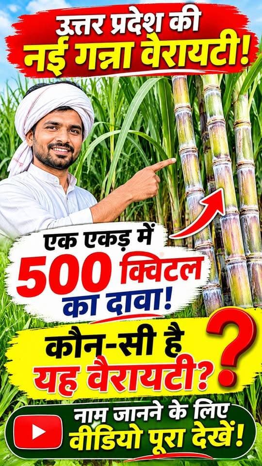 उत्तर प्रदेश की गन्ने की नई वैरायटी! 1 एकड़ में 500 क्विंटल का दावा 😱 नाम जानकर चौंक जाएंगे किसान! #GannaKiKheti #SugarcaneFarming #GannaVariety #UttarPradesh #KisanSathi
