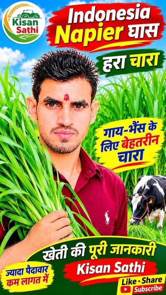 इंडोनेशिया नेपियर घास 🌱 गाय-भैंस के लिए जबरदस्त हरा चारा | ज्यादा पैदावार, कम लागत!
Hashtags
#IndonesiaNapier #NapierGrass #हरा_चारा #पशुपालन #गाय_भैंस #दुधारू_पशु