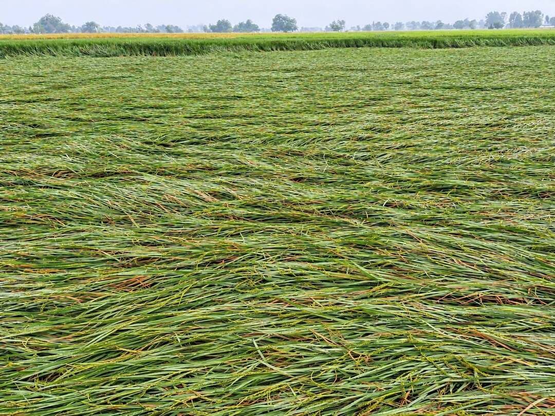 #अर्नव #तूफान की बारिश से किसानों की पकी फसल बर्बाद, #मेहनत पर फिरा #पानी
#31अक्टूबर
अर्नव तूफान के प्रभाव से हुई बेमौसम बारिश ने किसानों की महीनों की मेहनत पर पानी फेर दिया है। खेतों में पककर तैयार खड़ी फसल बारिश के कारण बर्बाद हो गई, जिससे किसानों के सामने आर्थिक संकट खड़ा हो गया है। सिकन्दरपुर तहसील क्षेत्र के नेमा के टोला और घूरी बाबा के टोला में किसानों को भारी नुकसान पहुंचा है।
नेमा के टोला निवासी किसान राघवेन्द्र यादव, विजय बहादुर यादव, बलविंदर यादव और पुष्पा की फसल बारिश से प्रभावित हुई है। वहीं घूरी बाबा के टोला निवासी किसान गोरखनाथ यादव भी फसल बर्बाद होने से परेशान हैं। किसानों का कहना है कि बीज, खाद, सिंचाई और मजदूरी पर हजारों रुपये खर्च कर उन्होंने फसल तैयार की थी। पककर तैयार फसल से अच्छी आमदनी की उम्मीद थी, लेकिन बेमौसम बारिश ने उनकी उम्मीदों पर पानी फेर दिया।
फसल बर्बाद होने से किसानों को अब परिवार के भरण-पोषण और अगली फसल की बुवाई की चिंता सताने लगी है। किसानों ने प्रशासन से मांग की है कि राजस्व एवं कृषि विभाग की संयुक्त टीम गठित कर प्रभावित गांवों में फसल क्षति का सर्वे कराया जाए और नुकसान के अनुरूप उचित मुआवजा दिलाया जाए। किसानों का कहना है कि समय रहते आर्थिक सहायता नहीं मिली तो उनके सामने खेती-किसानी जारी रखना भी मुश्किल हो जाएगा।