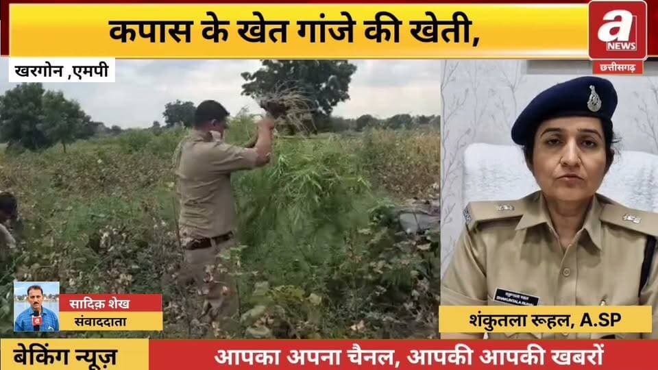 खरगोन : कपास के खेत में गांजे की खेती, दस लाख रुपए के 88 पौधे जब्त। बलकवाड़ा थाना पुलिस ने ग्राम पोखर में अवैध गांजे की खेती के खिलाफ कार्रवाई करते हुए 88 हरे गांजे के पौधे जब्त किए हैं। इनका कुल वजन 102 किलो 250 ग्राम और अनुमानित कीमत 10 लाख रुपये बताई गई है।