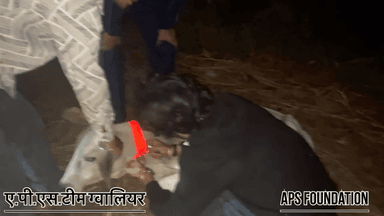 गाये माताओ को बेल्ट बादे जा है ..!
Respect Girl’s help poor help animals
#apsgurjar #viral #support #gwalior