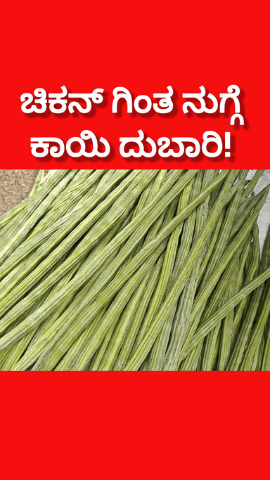 ಬೆಂಗಳೂರು ಉತ್ತರ: ಚಿಕನ್ ಗಿಂತ ಕ್ವಾಸ್ಟ್ಲಿ ಆಗಿರುವ ನುಗ್ಗೆಕಾಯಿ! ಕೆಜಿಗೆ 600 ರ ಗಡಿ ದಾಟಿದ ನುಗ್ಗೆ ಕಾಯಿ