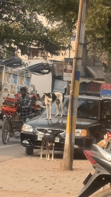 आपको वीडियो पसंद है तो लाइक कमेंट करना बिल्कुल ना भूले दोस्तों 🙏 #dogshorts #dog #doglove #dogs #doggies