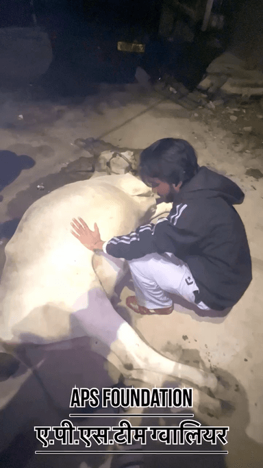 ये पालतू थी पर बीमार के चलते छोड़ कर भाग गया बुजदिल ..।
Respect Girls help poor help animals
#apsgurjar #viral #support #gwalior