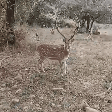 थानागाजी: सरिस्का टाइगर रिजर्व में वन्य जीव अधिनियम का उल्लंघन करने पर वन विभाग ने छह वाहनों पर ₹3000 का जुर्माना वसूला