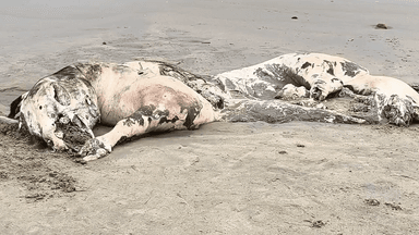 திருவொற்றியூர்: திருவொற்றியூர் ஏற்படுத்த எண்ணூர் சின்ன குப்பம் பகுதியில் செத்து ஒதுங்கி உள்ள மாடு நோய் தொற்று பரவும் அபாயம் உள்ளது