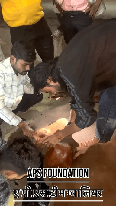 मुँह में कीड़े पड़ गये बहुत ज्यादा तबीयत खराब थी..!
Respect Girls help poor help animals
#apsgurjar #viral #gwalior