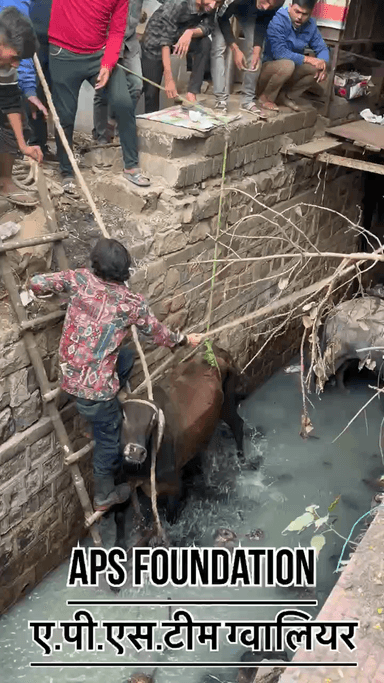 लाल सिंह आर्य के सामने डाले रहे दो सांड नाले में आर्य का कहेना था में तुमे नाले से निकालने वाला लग रहा हु बहुत ही गन्दा तरीका था बोलने का..!
#apsgurjar