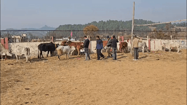 गरुड़: नगर पंचायत गरूड़ की बोर्ड बैठक में आवारा लावारिस पशुओं को लेकर पहुंचे परेशान ग्रामीण, 18 पशुओं को भेजा गौसदन