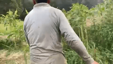 गाव मे पहुच गया बाघ #नैनीताल #jangle