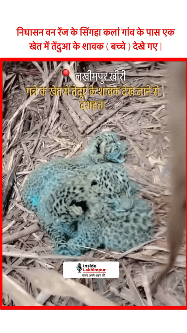 यूपीः लखीमपुर खीरी में उत्तर निघासन वन रेंज के सिंगहा कलां गांव के पास एक खेत में तेंदुआ के शावक देखे जाने से लोगों में दशहत का माहौल है, सूचना पर पहुंची वन विभाग की टीम
