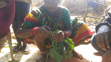 फूल गोभी कि शुकसी कैसे बनाया जाता हैi ग्रीष्मकालीन ऋतु में दाल के साथ इस दुर्लभ शुक्सी का सेवन का स्वास्थ्य लाभ लीजिए!
