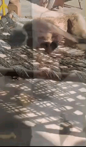 गोविंदगढ़: गोविंदगढ़ में लंगूर की आत्मा की शांति के लिए सुंदरकांड पाठ व भंडारे का आयोजन, करंट लगने से हुई थी मौत