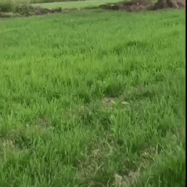 लक्ष्मणगढ़: लक्ष्मणगढ़ के मालाखेड़ा रोड स्थित खेतों में दिखाई दिया जंगली जानवर, ग्रामीणों ने वन विभाग को दी सूचना और लिए पगमार्क