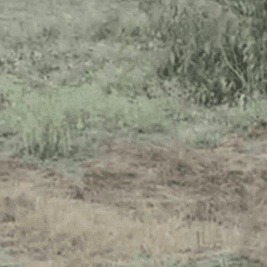 थानागाजी: सरिस्का टाइगर रिजर्व में बाघों की संख्या बढ़ने से पर्यटकों को हो रही है आसानी, पर्यटक हुए रोमांचित