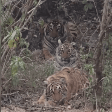 थानागाजी: सरिस्का टाइगर रिजर्व में बाघों की लगातार साइटिंग से पर्यटक हुए उत्साहित, रोमांचित होकर फोटो लिए