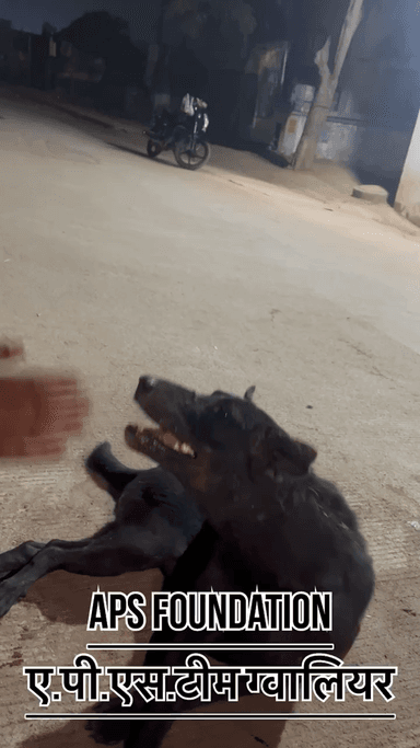 ये डॉग कोई थोक गया और हेल्प भी नही की..!
Respect Girls help poor help animals
#apsgurjar #viral #support #gwalior