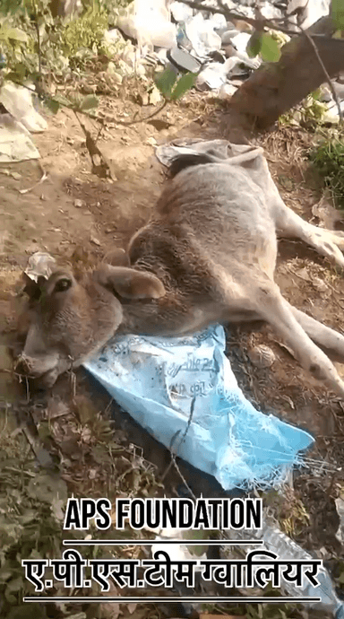 ये गाये का बच्चा बहुत बीमार था टीम को भेजा पूरा उपचार करा दिया गया..!
Respect Girls help poor help animals
#apsgurjar #support #gwalior