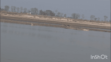 हर्रैया: दुबौलिया क्षेत्र में सरयू नदी किनारे धूप सेंकते घड़ियाल, स्थानीय लोगों में हड़कंप