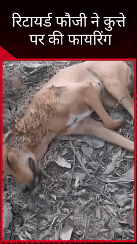 पारा थाना अंतर्गत क्षेत्र में रिटायर्ड फौजी ने बेजुबान कुत्ते पर की फायरिंग