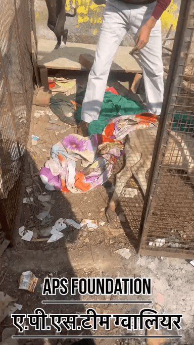 ये बछड़ा बहुत बीमार था कोई फेक गया..!
Respect Girls help poor help animals
#apsgurjar #support #gwalior