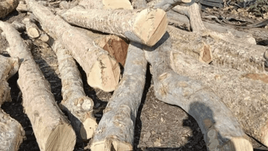 बालोद: वृक्षारोपण का रिकॉर्ड, लेकिन कटाई का विरोधाभास — बालोद में हरियाली पर उठे सवाल