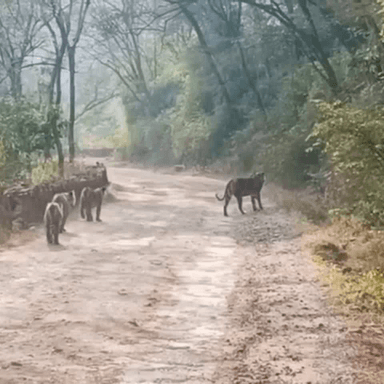 राजगढ़: सरिस्का टाइगर रिजर्व के टहला में दीवार कूद कर आए शावकों के साथ आई बाघीन, पर्यटकों ने दुर्लभ नजारे को कमरे में कैद किया