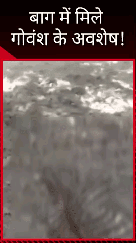 मलिहाबाद: मलिहाबाद में बाग में गोवंश के अवशेष मिले, जांच में जुटी पुलिस