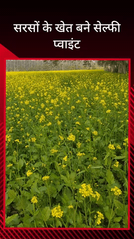 सरधना: क्षेत्र के गांवों में सरसों के खेत बने सेल्फी प्वाइंट, प्रकृति का खिला स्वरूप मोह रहा है हर किसी का मन