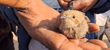 ઇડર: ધોળિયા ગામમાં આદિવાસી સમાજની વર્ષો જૂની પરંપરા મુજબ દેવ ચકલીની પૂજા કરી ઉતરાયણ પર્વની ઉજવણી.