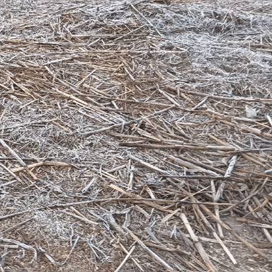 थानागाजी: थानागाजी क्षेत्र में शीत लहर के कारण खेतों में जमने लगी बर्फ, पाला पड़ने से सरसों की फसल को हुआ नुकसान, किसान चिंतित