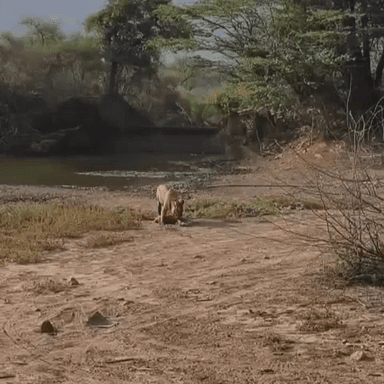 थानागाजी: सरिस्का टाइगर रिजर्व में बाघ द्वारा हिरण का शिकार करने का वीडियो हुआ वायरल, पर्यटक हुए रोमांचित