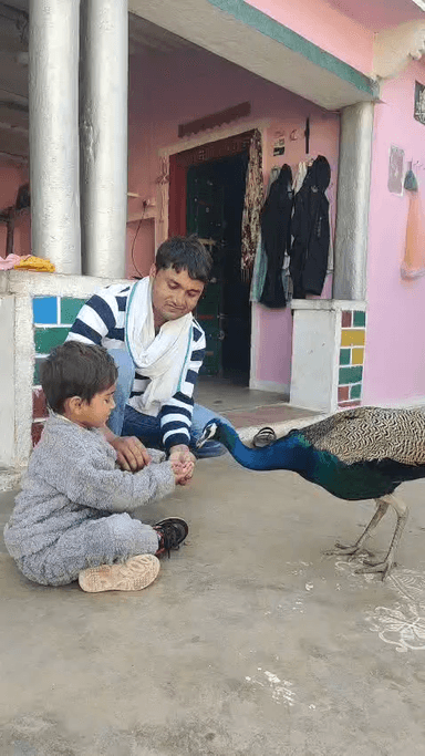 #मोर #मोरनी #करौली #karauli #राजस्थान #Rajasthan