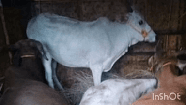 महाड: कत्तलीसाठी नेल्या जाणाऱ्या ४ गोवंशांची महाड एमआयडीसी पोलिसांकडून सुटका