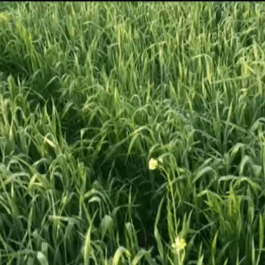 लक्ष्मणगढ़: लक्ष्मणगढ़ क्षेत्र में मावठ के कारण गेहूं की फसल बर्बाद होने के कगार पर, किसान चिंतित