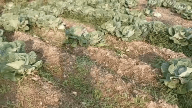 বিশালগড়: চড়িলাম একাংশ কৃষকের কৃষি জমি ধ্বংস করে দিলো দুষ্কৃতিকারী