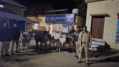 मुर्तीजापूर: माना पोलिसांची धडक कारवाई; ५ गोवंशांना जीवदान