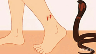 महाड: रायगड जिल्ह्यात 421 सर्पदंश रुग्णांवर यशस्वी उपचार