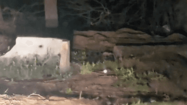 भुसावर: गांव निठार में जंगली जानवर से ग्रामीणों में हड़कंप, पैंथर की आशंका जताई गई, वीडियो सोशल मीडिया पर हुआ वायरल